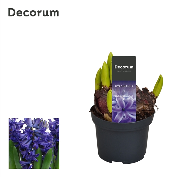 <h4>Hyacint Multiflora Blauw</h4>
