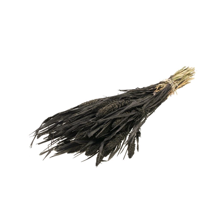 <h4>Setarea italica black</h4>