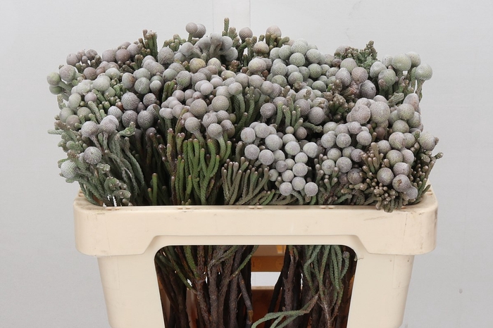 <h4>Cape green silver brunia</h4>
