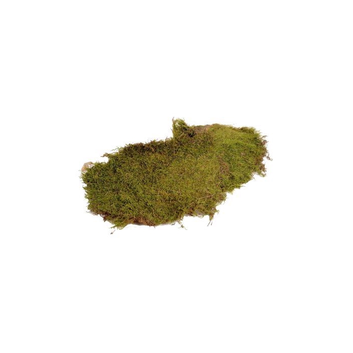 <h4>Basic Flat Moss ± 600gr</h4>