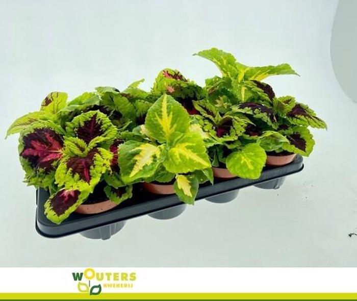 <h4>Coleus Blumei Grp overig</h4>