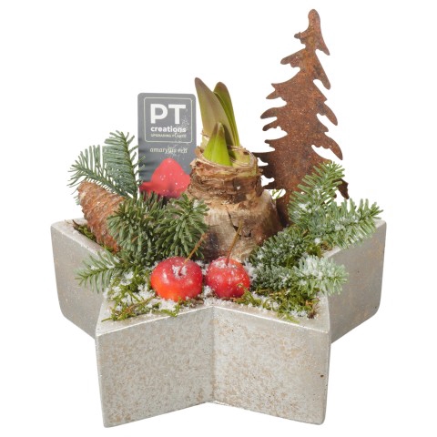 <h4>PTACH7951 Arrangementen Kerst</h4>