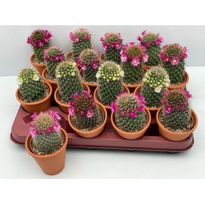 Cactus Flowering 8Ø 15cm