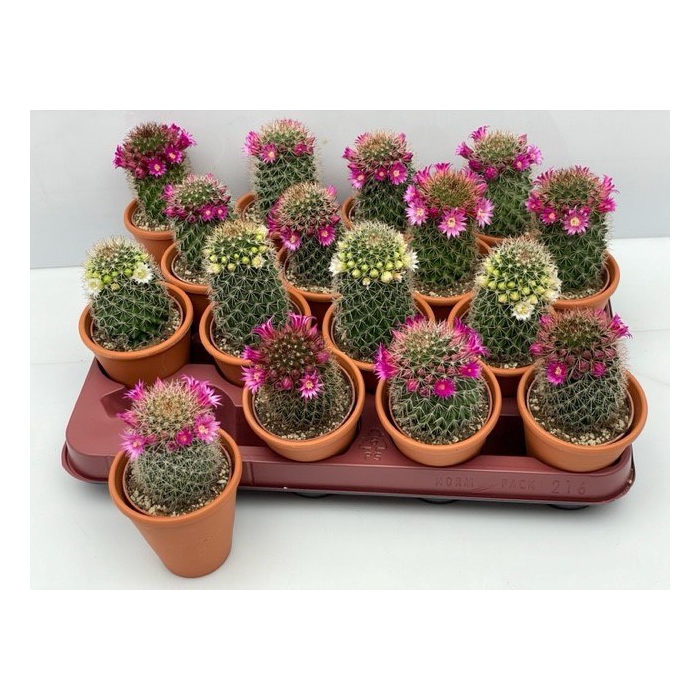 <h4>Cactus Flowering 8Ø 15cm</h4>