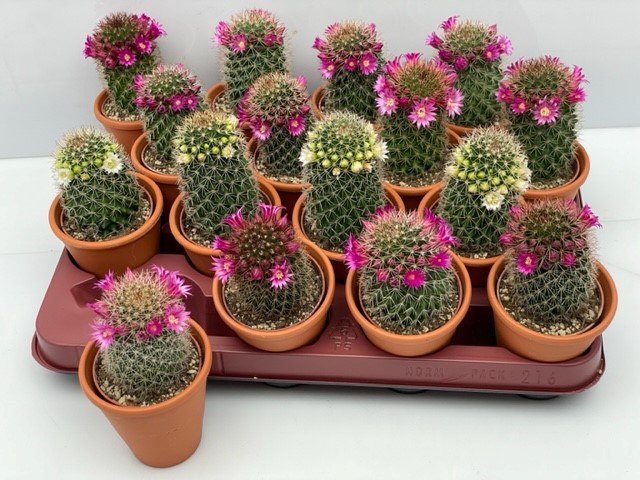 Cactus Flowering 8Ø 15cm