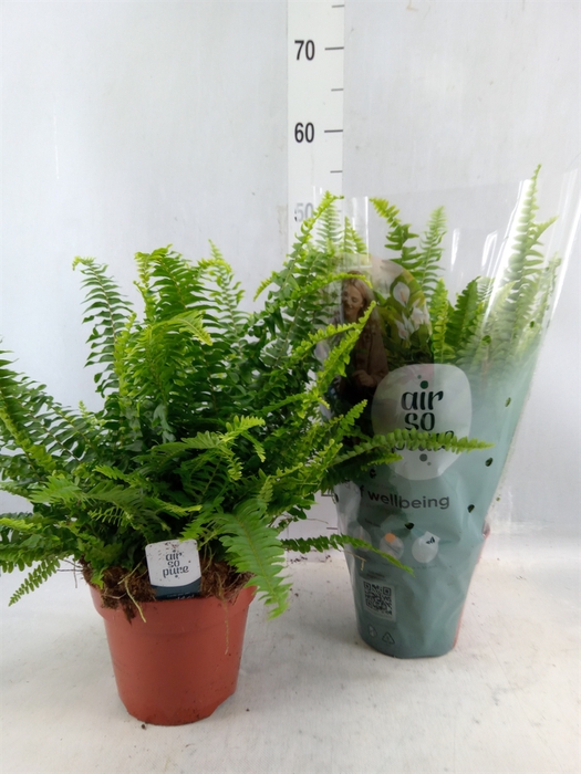 <h4>Nephrolepis Exal. 'green Lady'</h4>