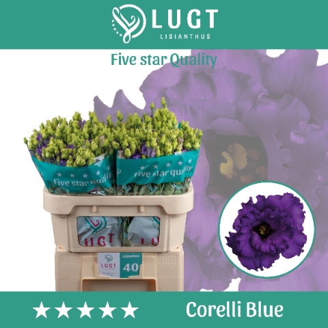 <h4>Eust. Corelli Blue 998</h4>