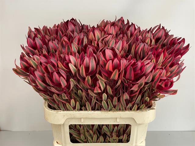 <h4>Leucadendron jester</h4>