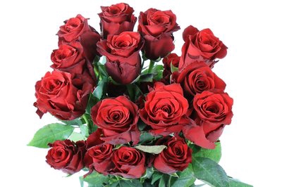 <h4>Rosa ec explorer</h4>