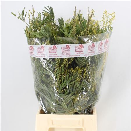<h4>Acacia Baileya Bl Bs</h4>