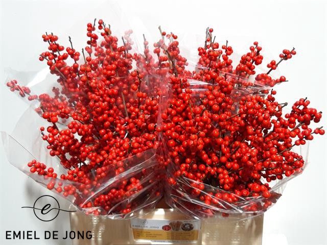 <h4>Ilex verticillata red</h4>