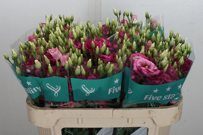 <h4>Eust G Rosita Hot Pink (Lugt)</h4>