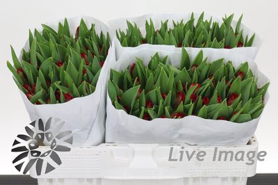 <h4>Tulipa fr indiana</h4>