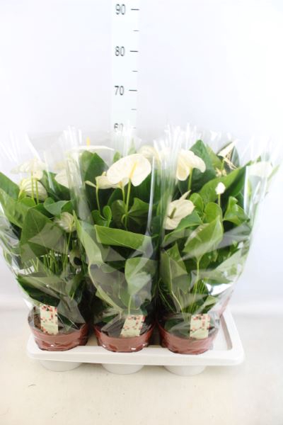 <h4>Anthurium andr. 'Alaska'</h4>