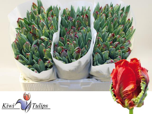 <h4>Tulipa pa rococo</h4>
