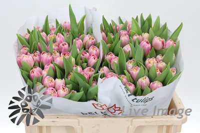 <h4>Tulipa do endless love</h4>