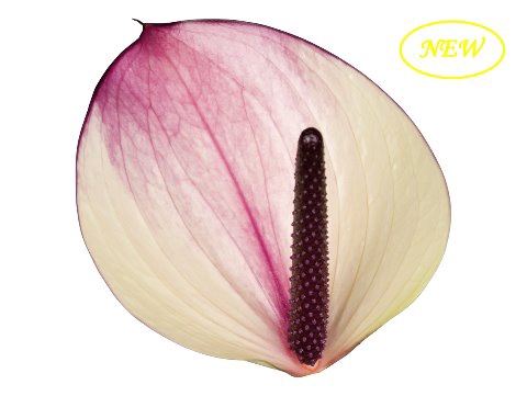 <h4>Anthurium maxima violeta</h4>