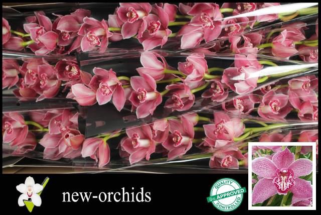 Cymb Rondo Helios Webshop