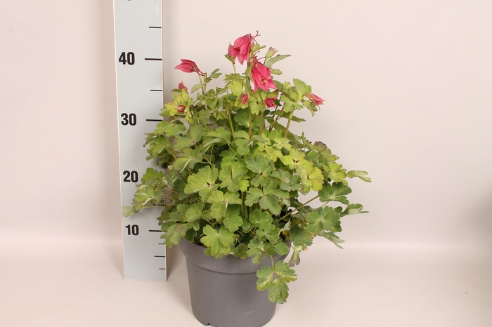 <h4>vaste planten 19 cm  Aquilegia Rose & Pink</h4>