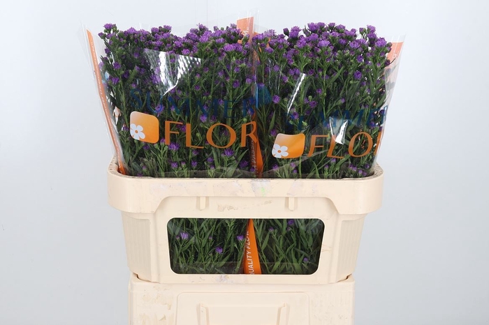 <h4>Aster Astee Karmijn</h4>