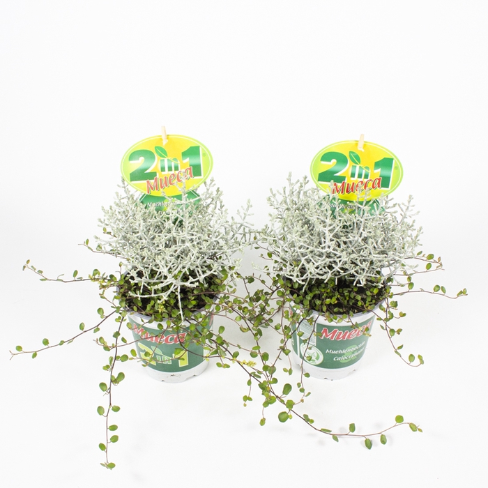 <h4>Calocephalus & Muehlenbeckia</h4>