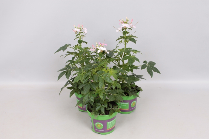 <h4>Cleome Pink Lady</h4>