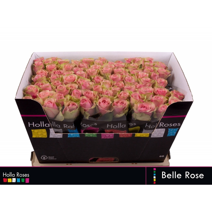 <h4>R GR BELLE ROSE</h4>