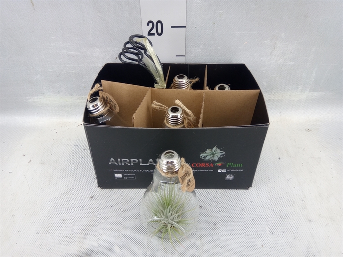 <h4>Arr. Tillandsia L%</h4>