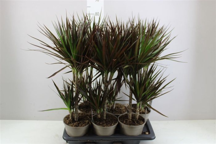 <h4>Dracaena Magenta 30-10</h4>