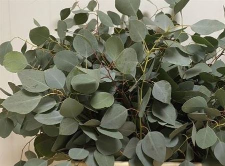 <h4>>> Eucalyptus Polyanthes ** Promo**</h4>