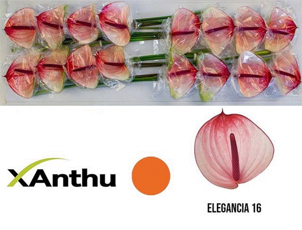 <h4>ANTH A MAXIMA ELEGAN</h4>