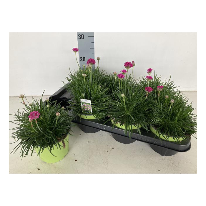 <h4>Armeria maritima Splendens 14Ø 25cm</h4>