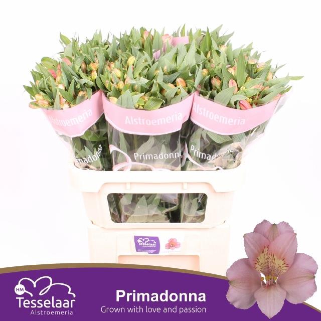 <h4>Alstr Primadonna</h4>