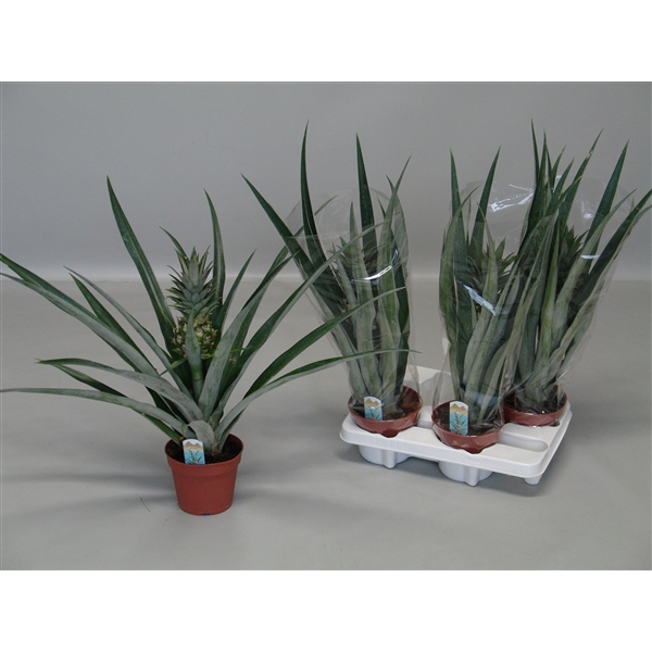 <h4>Ananas Champaca</h4>