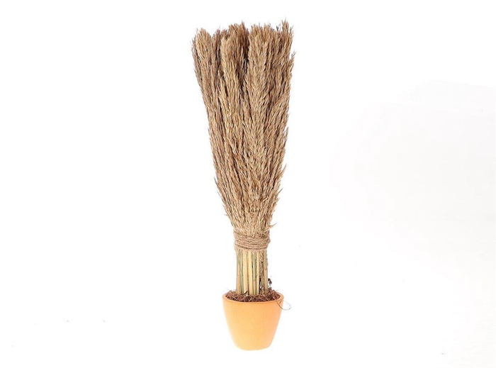 <h4>Dried Arr Pot Long Nanal Grass D16.0h46.</h4>