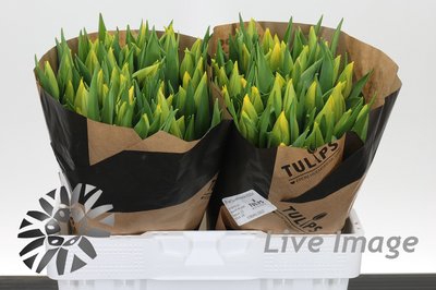<h4>Tulipa si strong gold</h4>