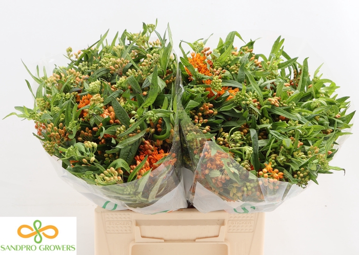 <h4>Ascl Tuberosa</h4>
