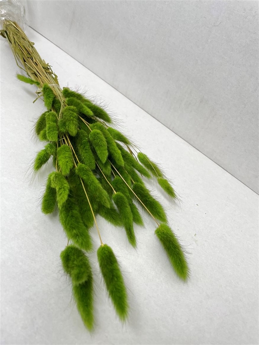<h4>Dried Lagurus Bleached Olijf Green Bs</h4>