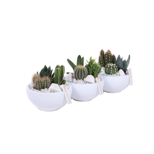 <h4>Cactus in witte schaal met wit grof grind, keien en etiket EV985</h4>