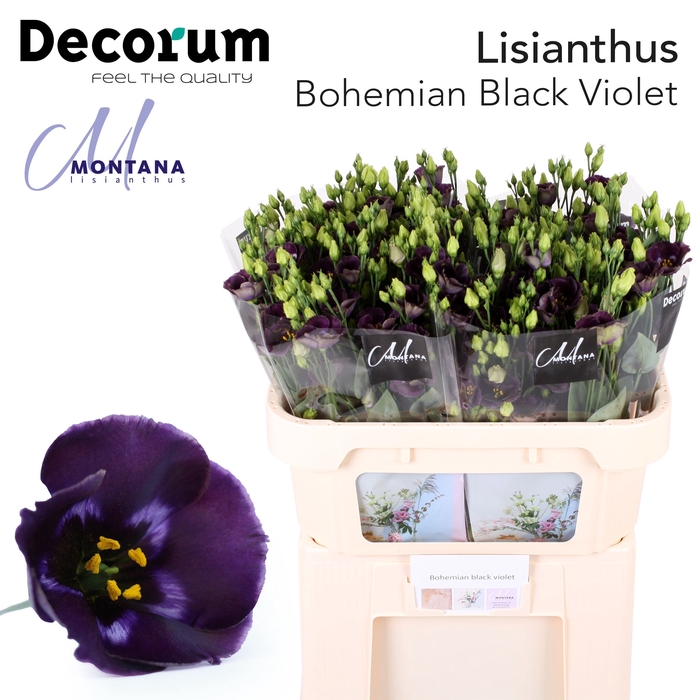 <h4>Lisianthus Bohemian black violet 75cm</h4>