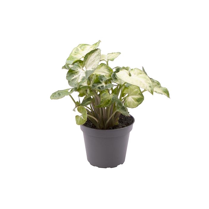 <h4>Syngonium Pixie 6Ø 10cm</h4>