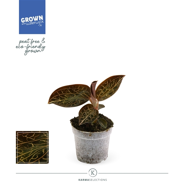 <h4>Jewel Orchid - KARMA Garnet | Anoectochilus | PEAT-FREE | 7cm</h4>