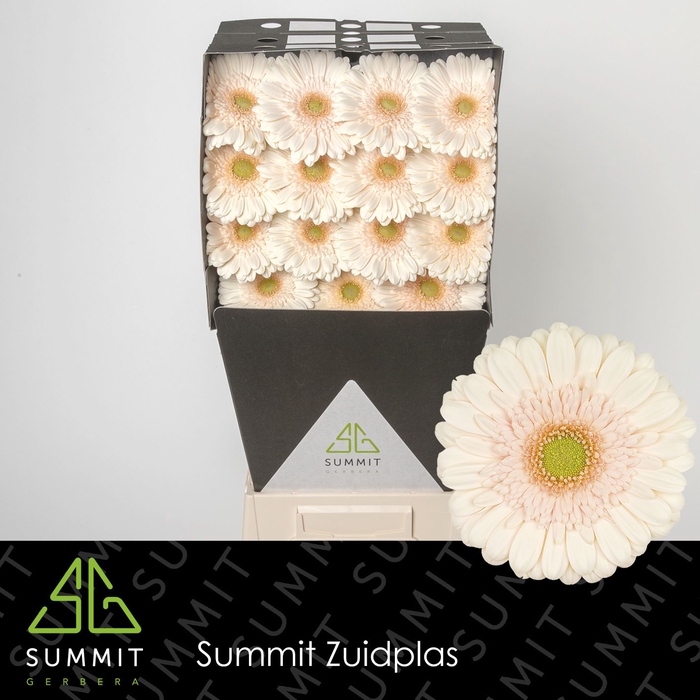 <h4>Gerbera Estate Diamond</h4>