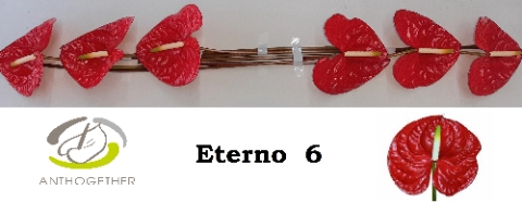 <h4>Anthurium eterno</h4>