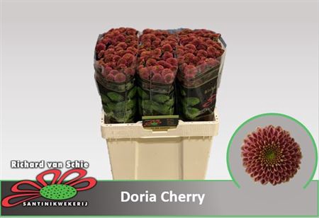 <h4>Chr S Aaa Doria Cherry</h4>