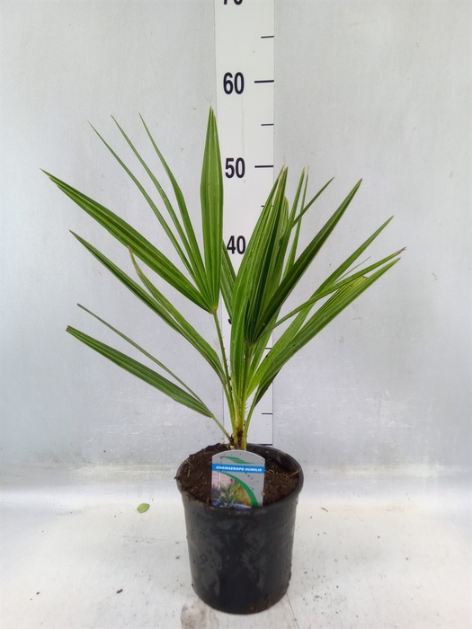 <h4>Chamaerops Humilis</h4>