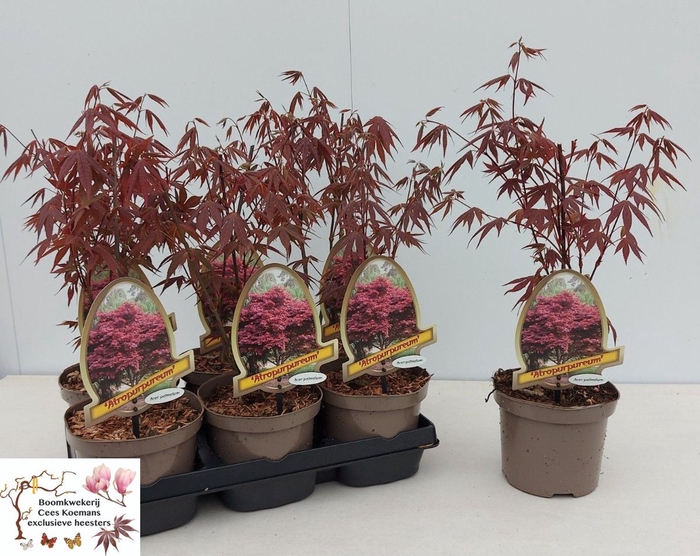 <h4>Acer palmatum Atropurpureum</h4>