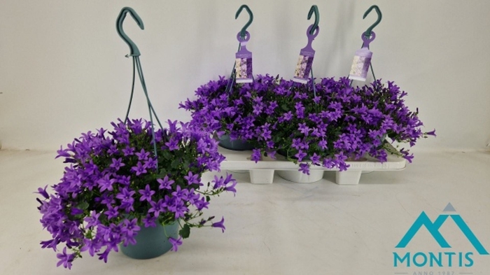 <h4>Campanula portenschlagiana</h4>