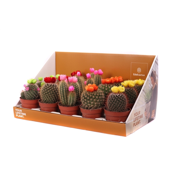 <h4>Cactus disco 10,5 cm in showdoos your lifetime plant</h4>