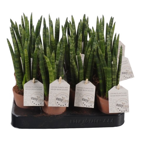 <h4>PTEC2320 Arrangementen kamerplanten</h4>